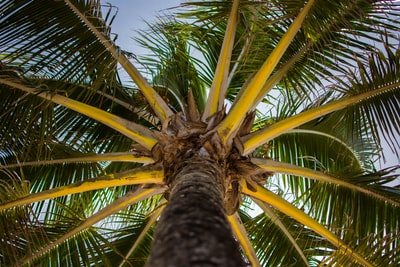 从下面向上看的棕榈树
